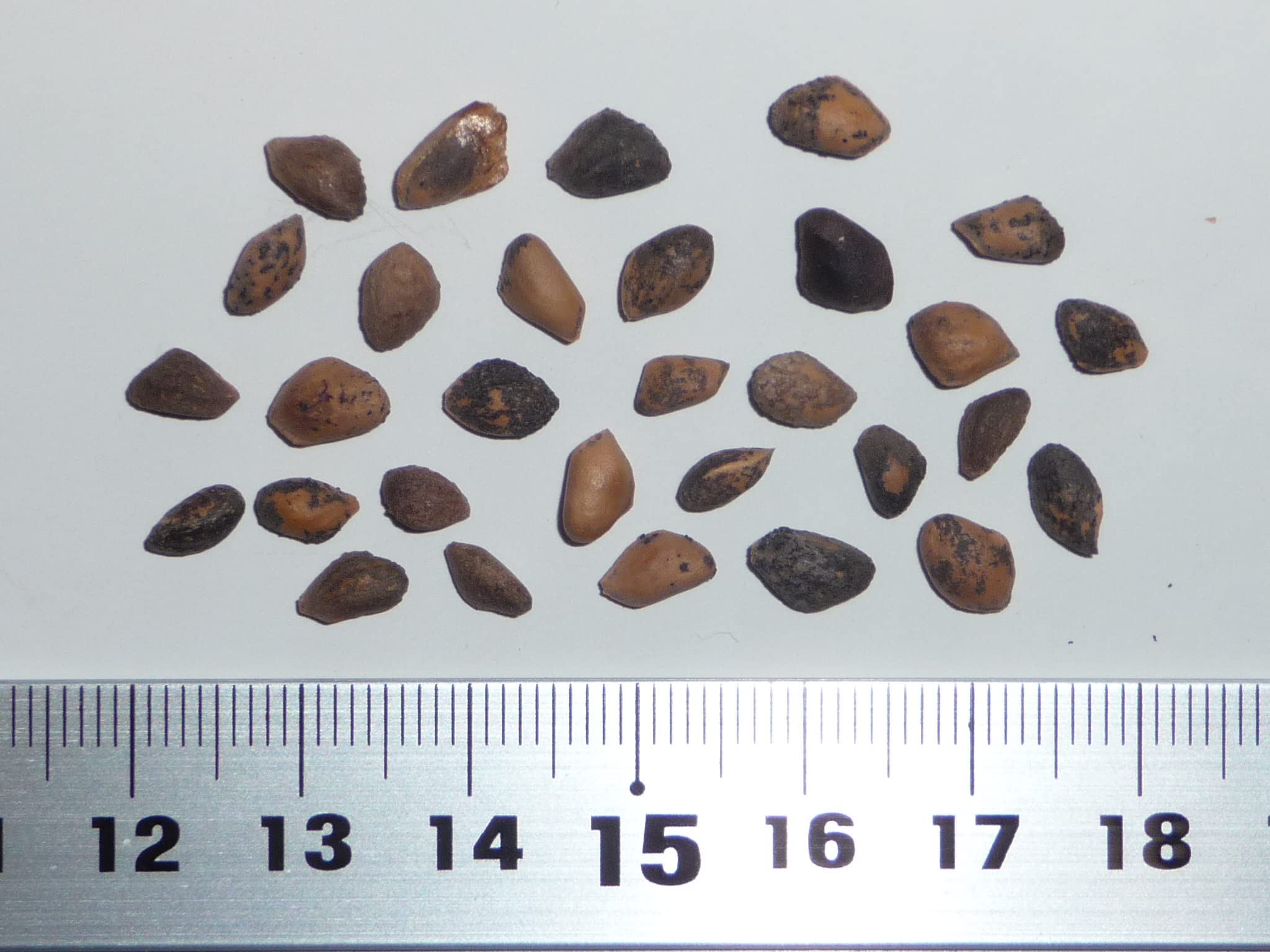 Amazon.co.jp: 【松の種】スラッシュマツ＜スラッシュ松＞ 種子30粒